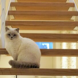 katze treppe winkler